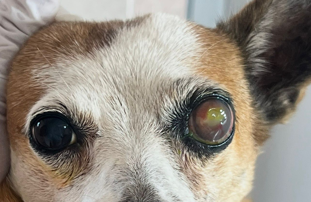 Olho de cão com alteração ocular examinado de perto